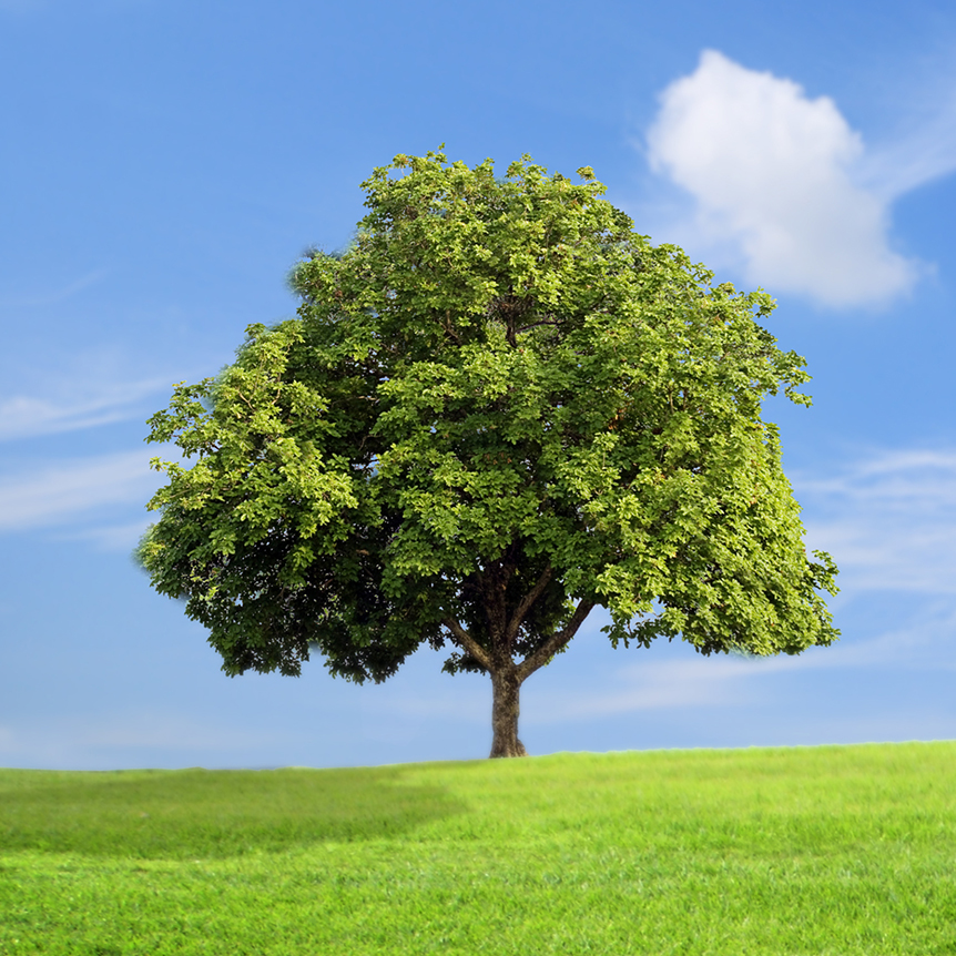 Smart Energy Homes Carbon Reduction Plan 2025